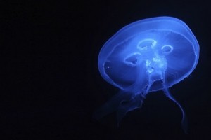 Glowing Worms